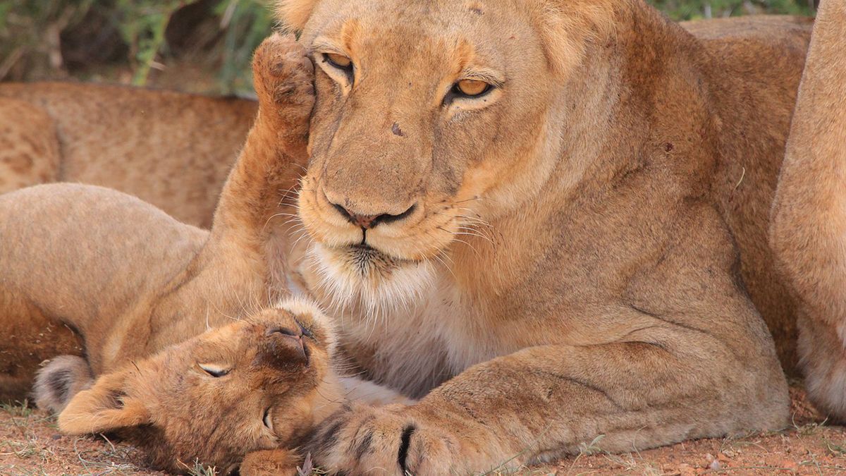 Lioness Death in Gujarat: गुजरातमध्ये भरधाव ट्रकच्या धडकेत सिंहिणीचा मृत्यू; चालकाला अटक
