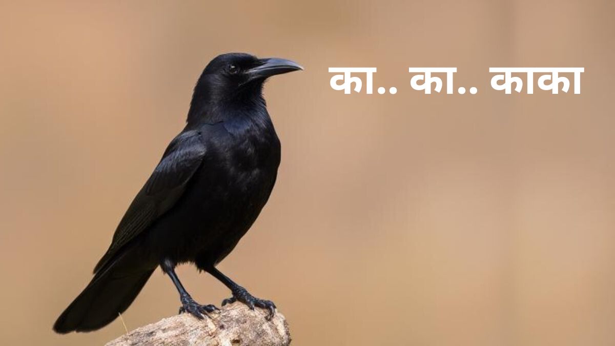 Talking Crow Viral Video: काळा कावळा.. काका करतो! 'आई', 'बाबा', 'ताई', 'दादा' अशी हाक मारतो