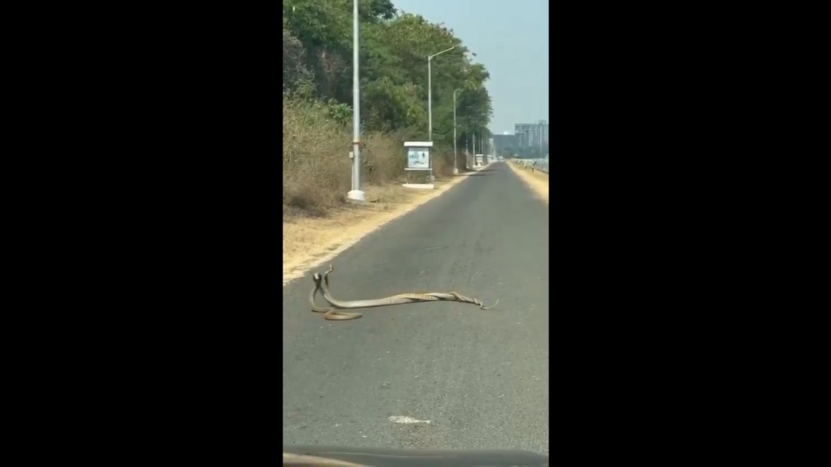 Pune Three Snake Mating: पुणे येथे तीन सापांचे मिलन; दुर्मिळ Video सोशल मीडियावर व्हायरल