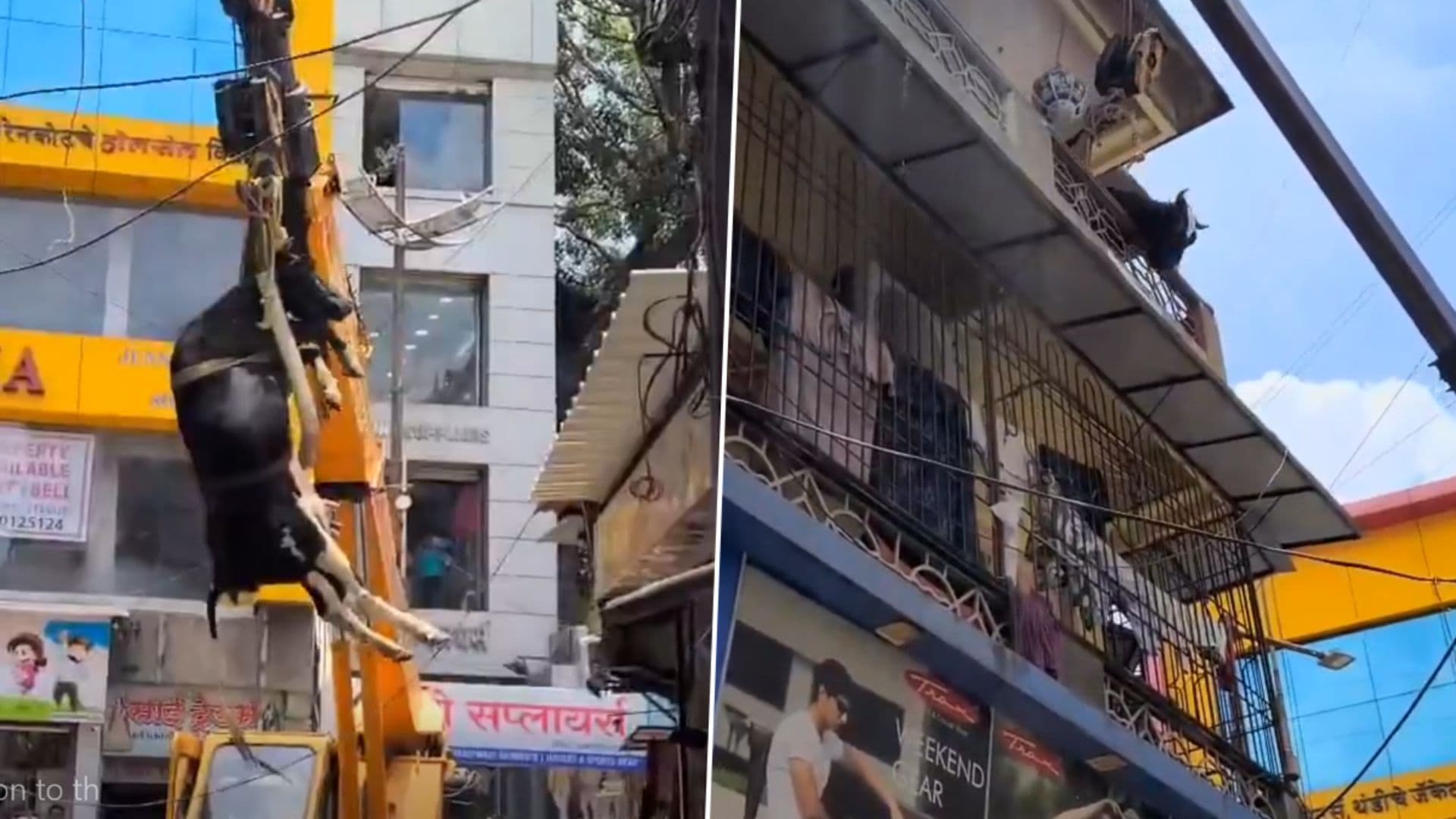 Pune News: रविवार पेठेतील इमारतीच्या दुसऱ्या मजल्यावर अडकलेल्या गायीची क्रेनच्या मदतीने सुटका (Video)