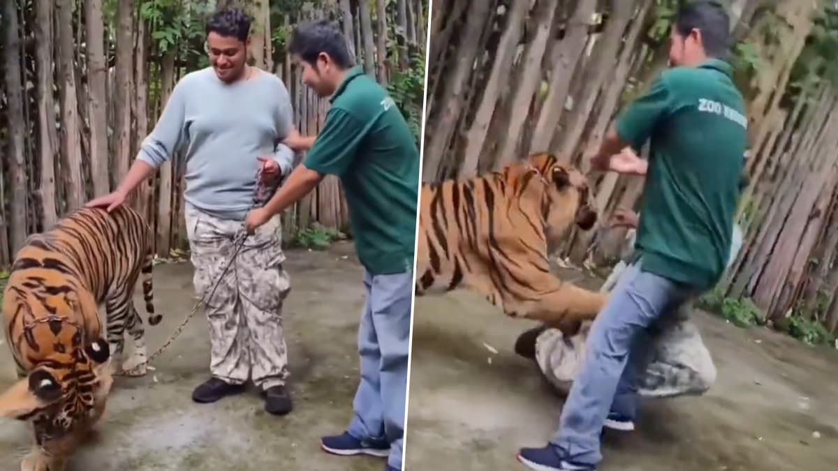 Tiger Attack Caught on Camera: थायलंड पार्कमध्ये वाघाचा भारतीय पर्यटकावर हल्ला; धक्कादायक व्हिडीओ व्हायरल (Watch Video)