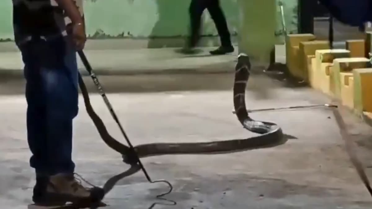 King Cobra Entered In School Classroom: बाप रे बाप क्लास रुममध्ये घुसला साप! 15 फूट लांबीच्या किंग कोब्राला पकडण्यासाठी सर्पमित्राचा गळाला घाम (Watch Video)