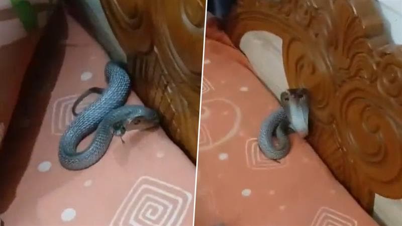 Snake Under Pillow In Nagpur: बाप रे बाप!! उशीखाली लपून बसला साप! (Watch Video)