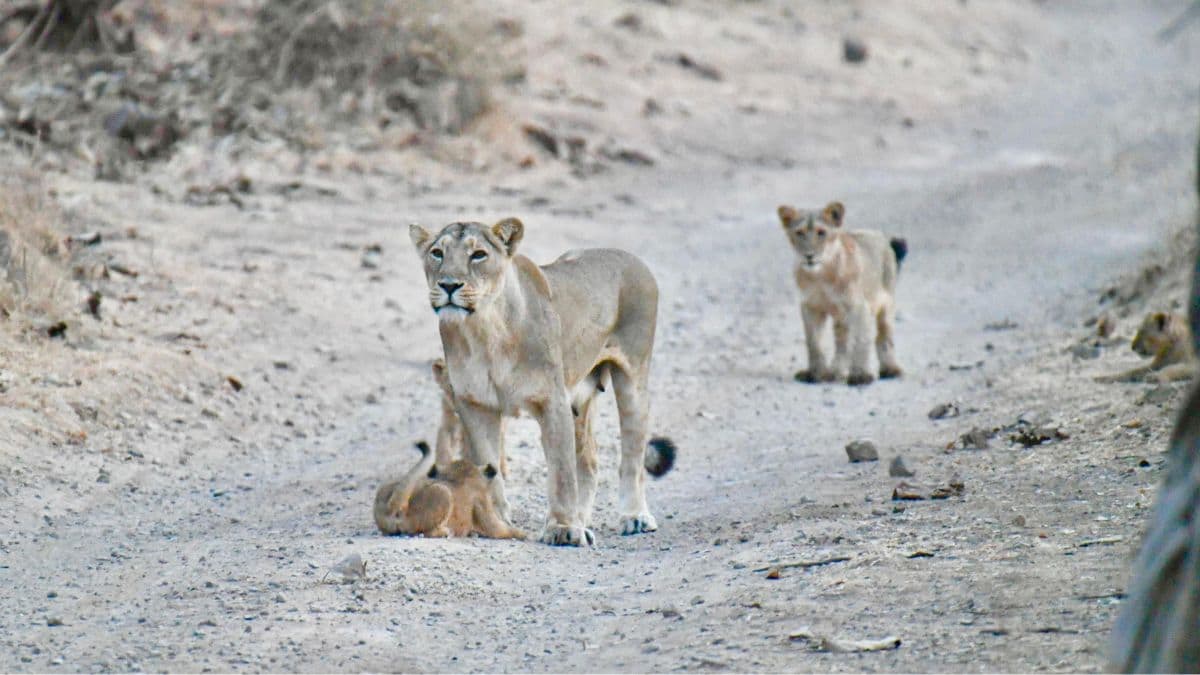 India's Asiatic Lion Population Rises: भारतातील आशियाई सिंहांची संख्या वाढली बरं का! देशात सध्या जंगलच्या राजांची संख्या किती?