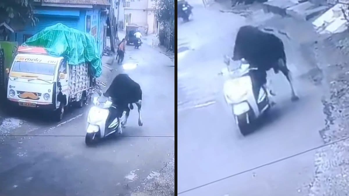 Bull Rides Scooter: बैलाने चालवली स्कूटर; घटना CCTV मध्ये कैद, Rishikesh येथील Video व्हायरल