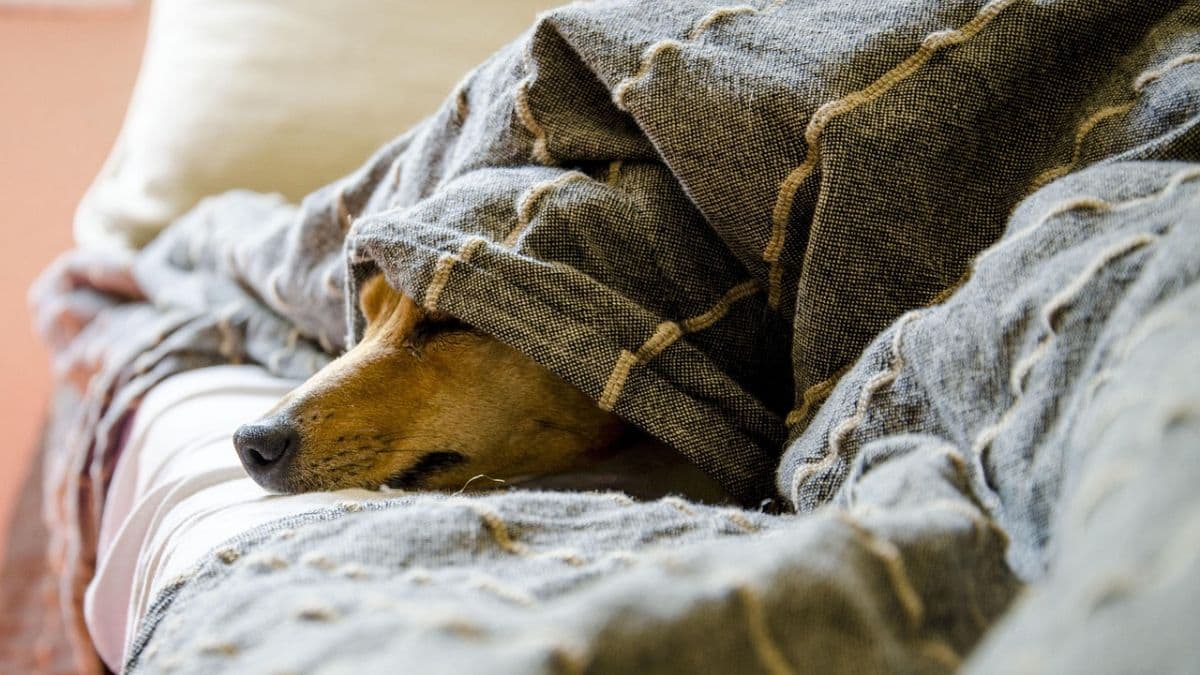 Thane Pet Fine Dispute: ठाणे येथील श्वानप्रेमी व्यक्तीस सोसायटीकडून 5.5 लाख रुपयांचा दंड