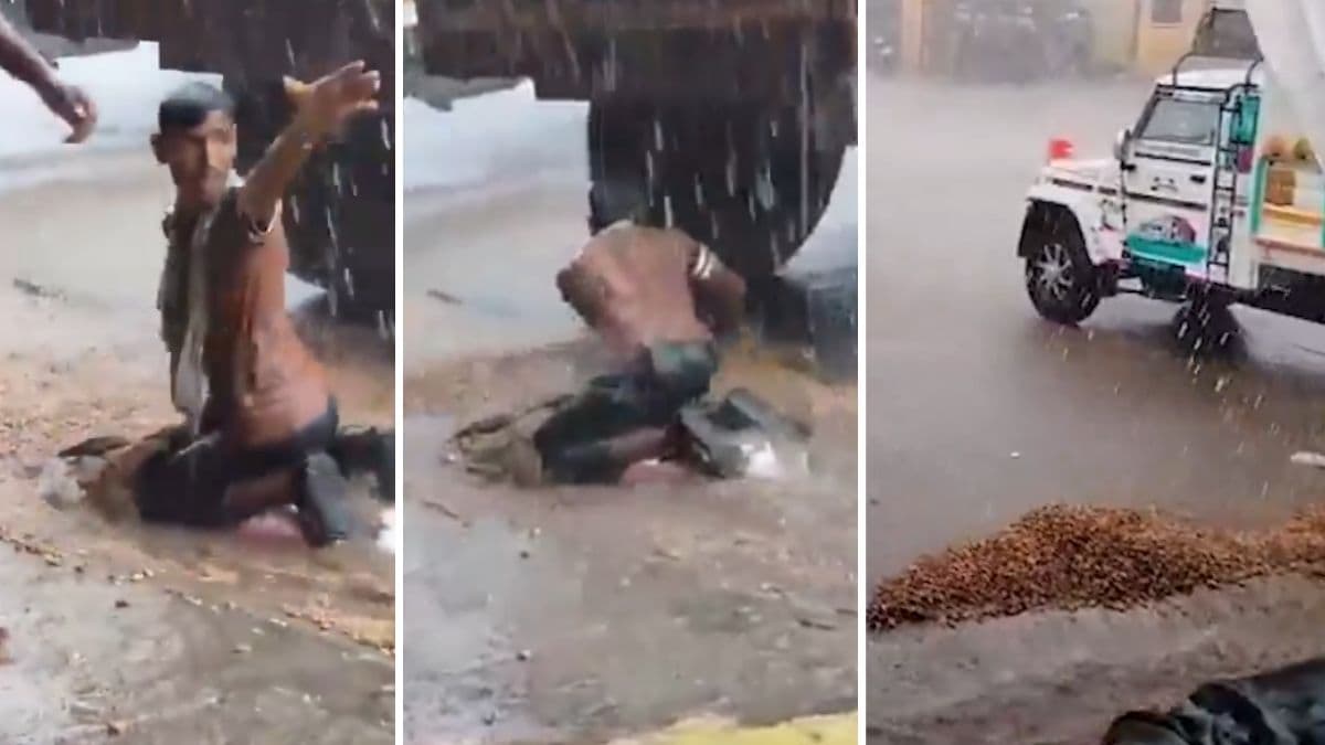 Maharashtra Farmer Viral Video: पावसात भिजलेल्या शेंगदाण्यांचं रक्षण करणाऱ्या शेतकऱ्याचा व्हिडीओ सोशल मीडियावर व्हायरल