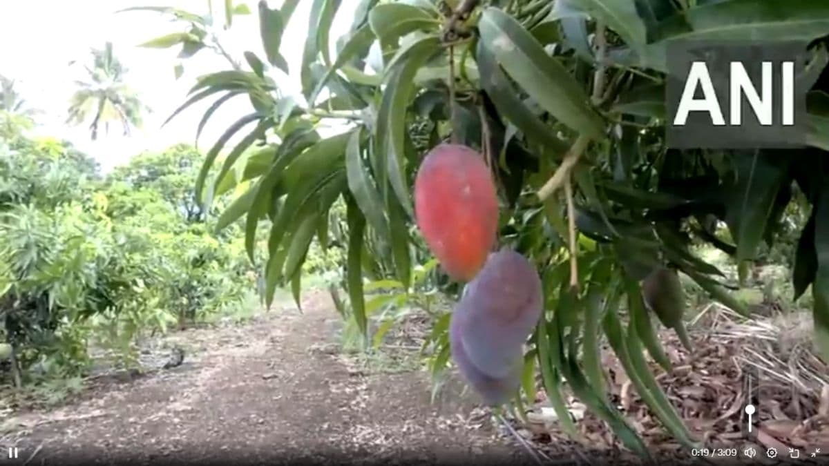 Miyazaki Mango Pune: पुणे येथे पिकतोय जगातील सर्वात महागडा मियाझाकी आंबा;  शेतकरी फारूक इनामदार यांच्या शेतीच्या प्रयोगास फळे