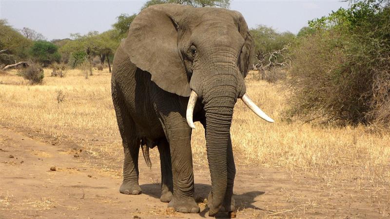 Elephant Attack in Chandrapur: चंद्रपूरमध्ये हत्तीच्या हल्ल्यात 70 वर्षीय वृद्धाचा मृत्यू