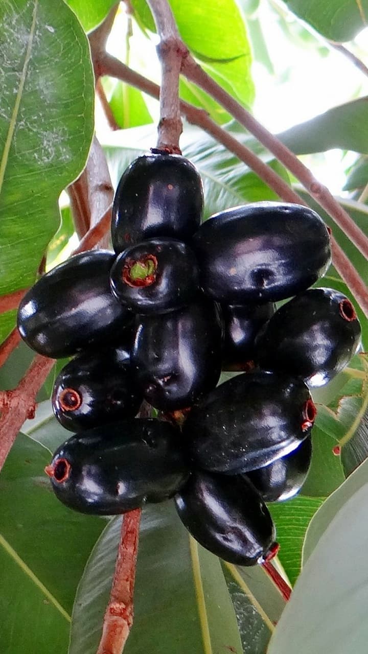 Benefits of Jamun Fruit: जांभूळ फळाचे 'हे' आश्चर्यकारक फायदे तुम्हाला माहिती आहेत का?