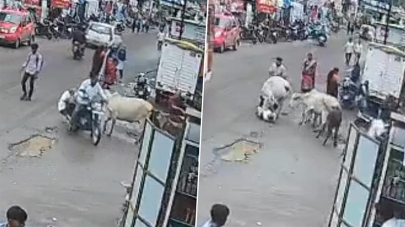 Stray Cow Attack In Nashik: धक्कादायक! नाशिकमध्ये भटक्या गायींच्या हल्ल्यात वृद्धाचा मृत्यू; एक जण गंभीर जखमी (Watch Video)