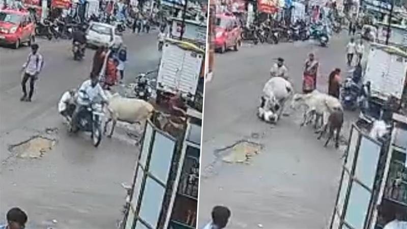 Stray Cow Attack In Nashik: धक्कादायक! नाशिकमध्ये भटक्या गायींच्या हल्ल्यात वृद्धाचा मृत्यू; एक जण गंभीर जखमी (Watch Video)