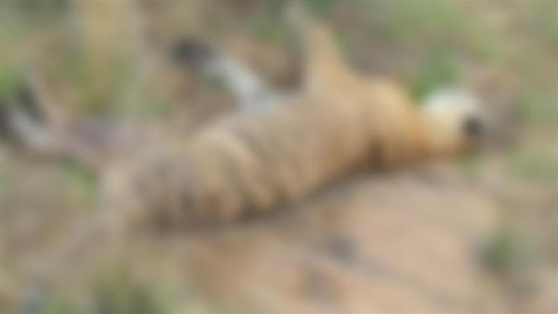 Ranthambore's Tigress Arrowhead Dies: मगरींची शिकार करणारी रणथंबोरची वाघीण 'अ‍ॅरोहेड'चा मृत्यू