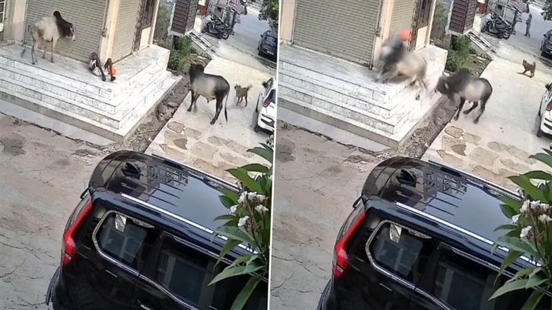 Bull Attack in Kota: दोन बैलांमध्ये झालेल्या झुंजीत 85 वर्षीय वृद्धाचा मृत्यू; राजस्थानमधील घटना (Video)