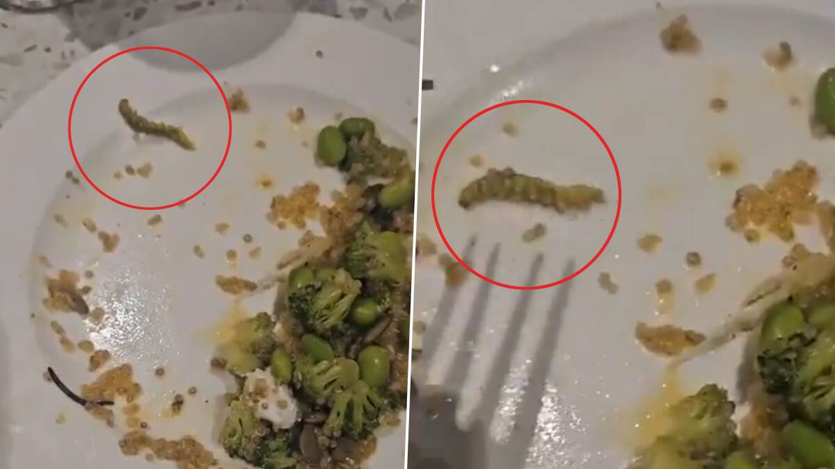 Insect in Salad: आयएएस जोडप्याच्या सॅलडमध्ये आढळला किडा; अन्न सुरक्षा विभागाने रेस्टॉरंटला पाठवली नोटीस (Video)