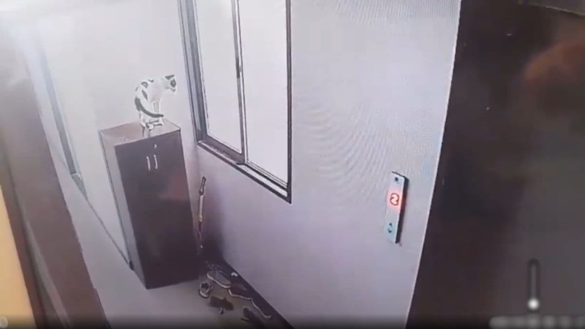 Mumbai Cat Cruelty Case: मांजरासोबत अत्यंत क्रूरकृत्य; इमारतीच्या 9 व्या मजल्यावरुन फेकले, CCTV फुटेज व्हायरल
