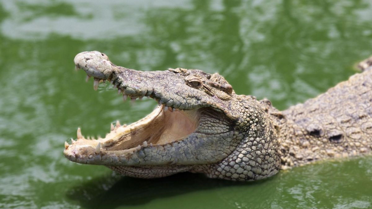 Indravati River Crocodile Attack: इंद्रावती नदीत मासेमारी करताना मगरिचा हल्ला, एकाचा मृत्यू