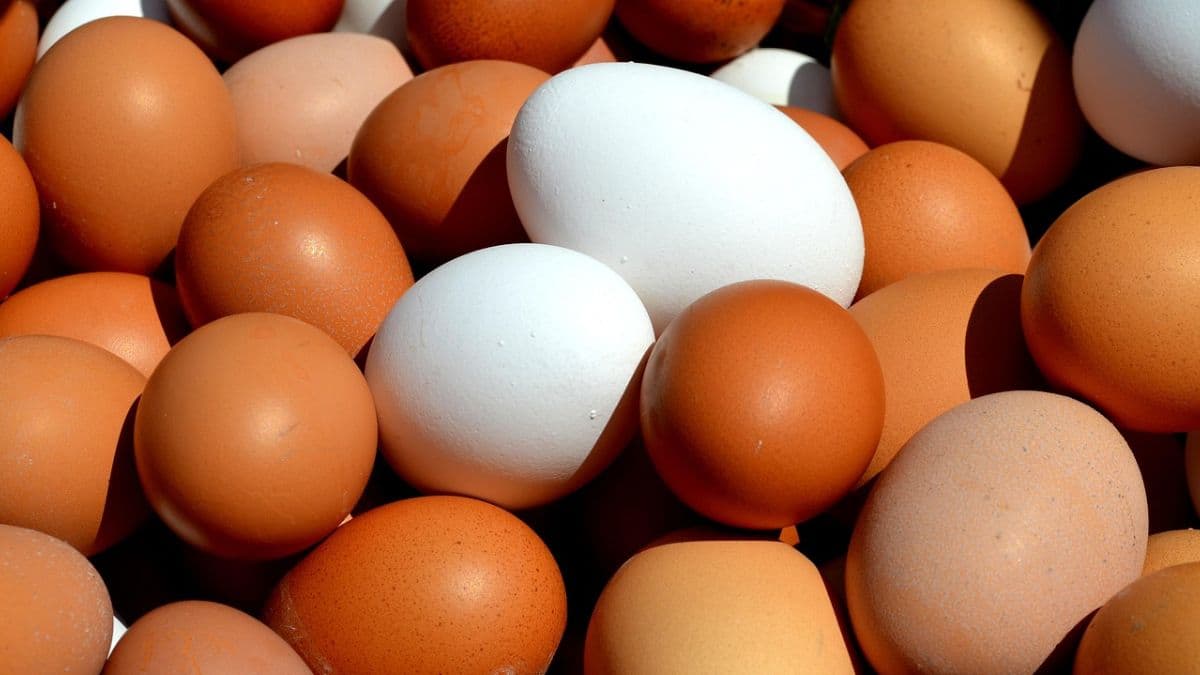 Egg Price Hike 2025: अंडी झाली महाग! मुंबईत डझनाला 78 ते 90 रुपयांपर्यंत दर; नागरिक हैराण