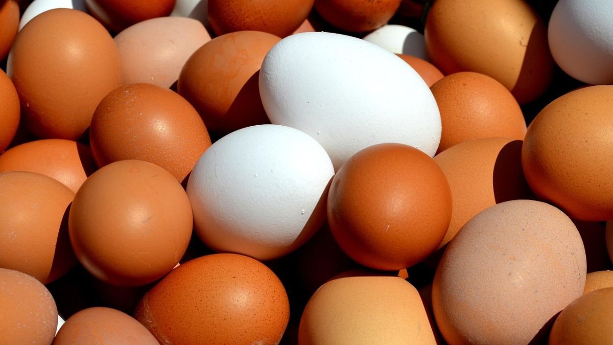 Egg Price Hike 2025: अंडी झाली महाग! मुंबईत डझनाला 78 ते 90 रुपयांपर्यंत दर; नागरिक हैराण