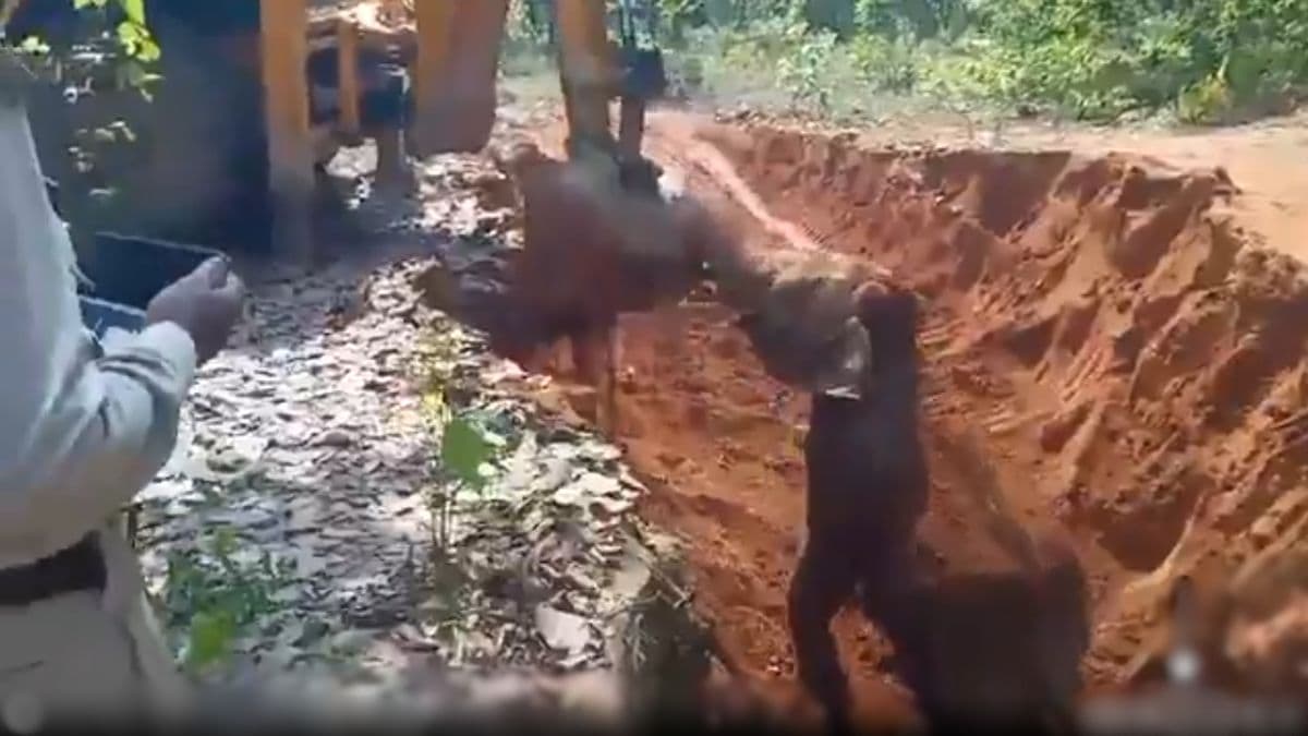 Elephant Rescue Raigarh: Thanks JCB! हत्तीच्या पिल्लाने मानले आभार; रायगड येथील मदतकार्याचा Video व्हायरल