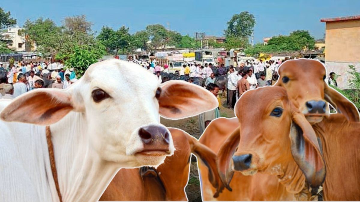 Calls For Ban On Livestock Markets: महाराष्ट्रात Bakri Eid 2025 च्या पार्श्वभूमीवर पशूधन बाजार स्थगितीचा सल्ला; मुस्लिम समाज आणि शेतकरी वर्गात नाराजी