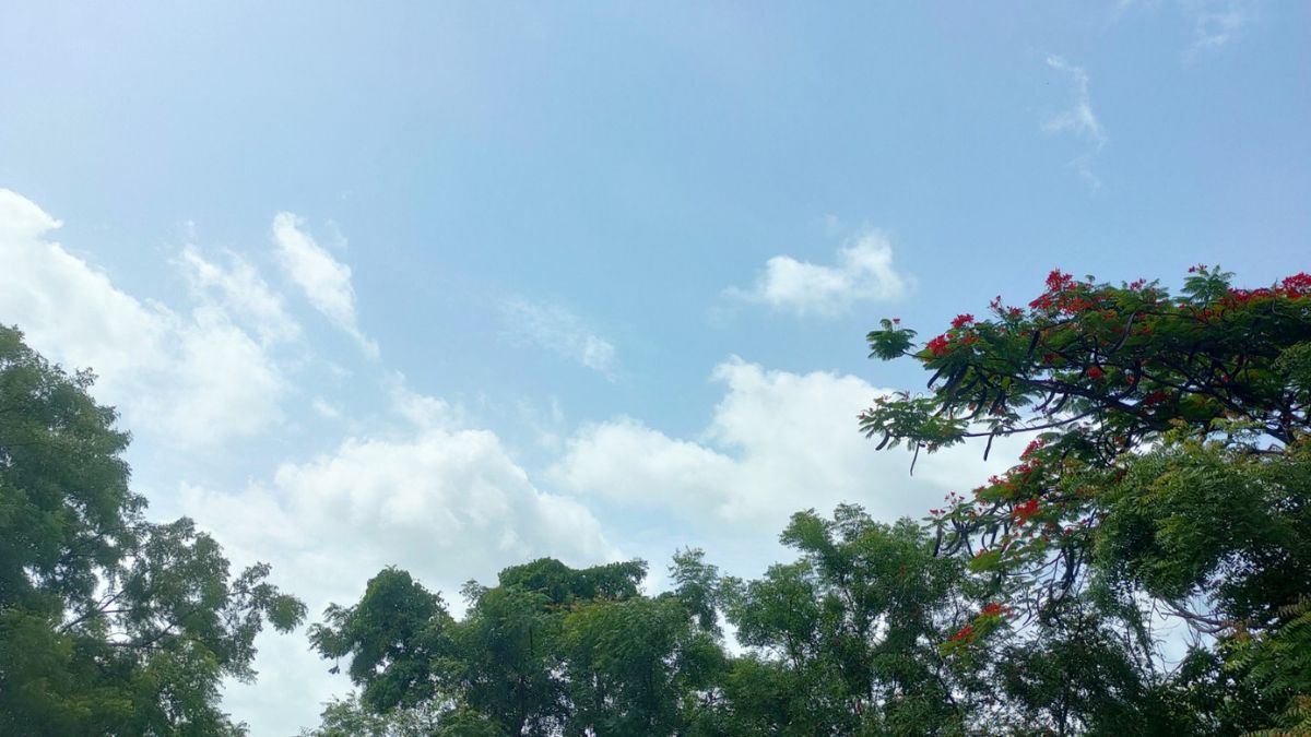 IMD Weather Alert June 2024: जून महिन्यात ईशान्य भारतात पावसाची शक्यता, ओडिशा, राजस्थानमध्ये उष्णतेची लाट; दिल्ली तापणार महाराष्ट्रात परिस्थिती काय? जाणून घ्या हवामान अंदाज