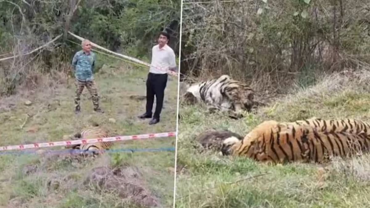 Mysuru Tiger Deaths: कर्नाटकातील नर महादेश्वर वन्यजीव अभयारण्यात आढळले 5 मृत वाघ; उच्चस्तरीय चौकशीचे आदेश (Video)