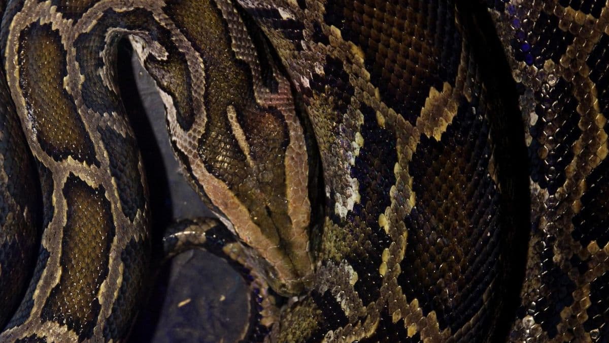Mumbai Airport Wildlife Smuggling: मुंबई विमानतळावरून 284 विदेशी वन्यप्राणी जप्त, पाचजण अटकेत