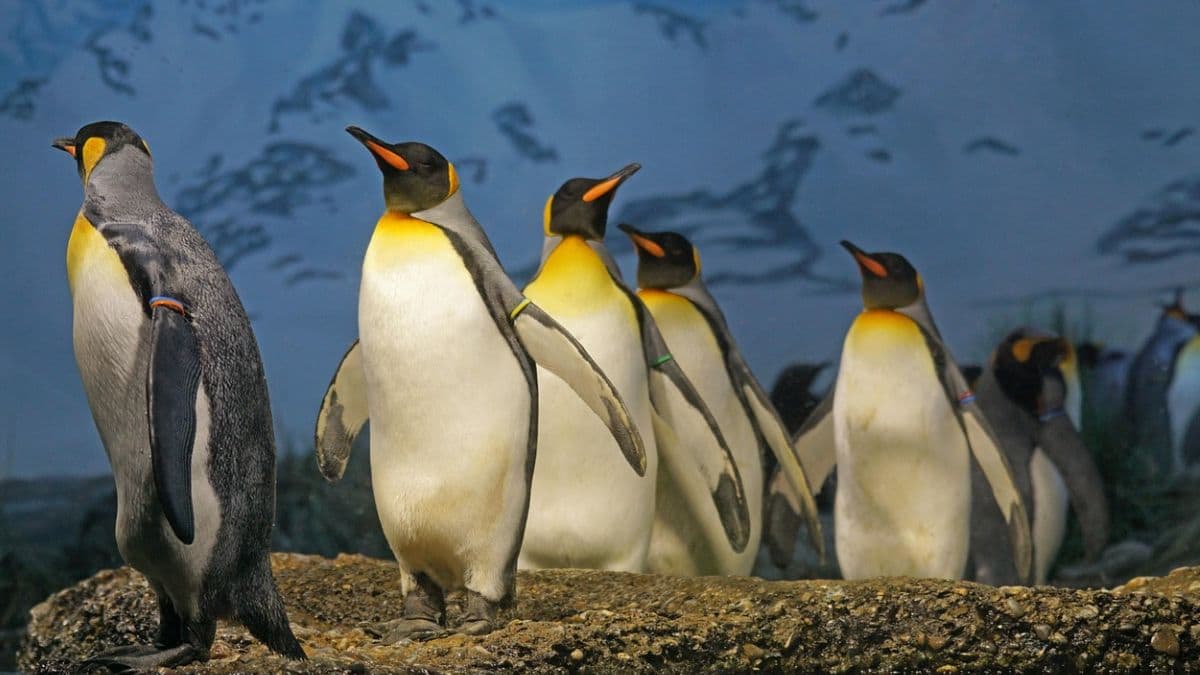 Mumbai: मुंबईतील भायखळा प्राणीसंग्रहालयात जन्मलेल्या Penguin पिल्लांना 'मराठी' नावे देण्याची भाजपची मागणी; नेते नितीन बनकर करणार निदर्शन
