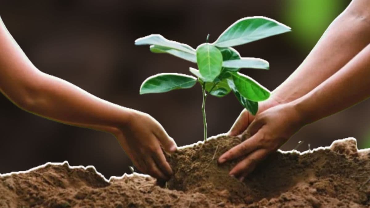 Green Maharashtra Drive: केंद्र आणि राज्य सरकार राबवणार 'हरित महाराष्ट्र मोहीम'; वृक्षांची ऑगस्टपर्यंत 10 कोटी रोपं लावणार