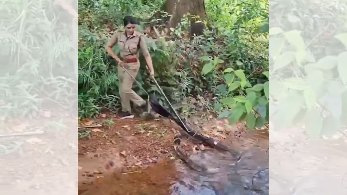 Rescue Of King Cobra Viral Video: केरळ मध्ये महिला अधिकारी ने केली 16 फूटी किंग कोब्राची  सुटका; व्हिडिओ सोशल मीडीयात वायरल (Watch Video)