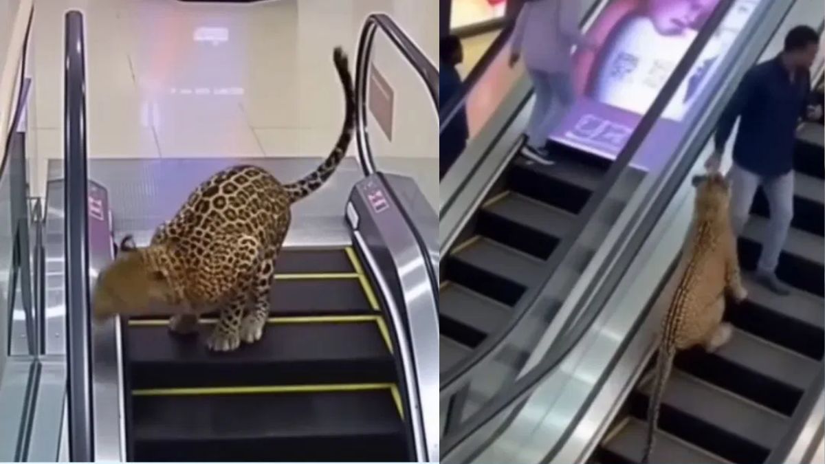 Leopard in Mumbai Phoenix Marketcity Mall? दिवाळीच्या गर्दीत मॉलमध्ये बिबट्याचा धुमाकूळ! व्हिडिओ पाहून लोक हादरले; पण सत्य वेगळेच