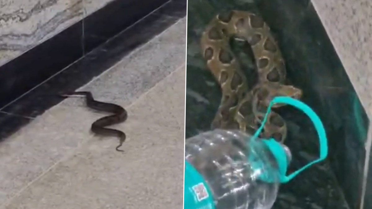 Russell’s Viper At BKC Metro: मुंबईच्या बीकेसी मेट्रो स्टेशनच्या तळघरातून अत्यंत विषारी 'घोणस' सापाची सुटका