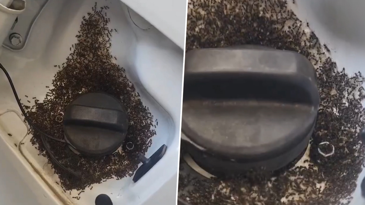 Are Ants Attracted to E20 Ethanol-Blended Petrol?: गाड्यांच्या पेट्रोल टाकीला मुंग्या का लागतात? ई२० इथेनॉल पेट्रोल आणि व्हायरल व्हिडिओमागचे सत्य काय?
