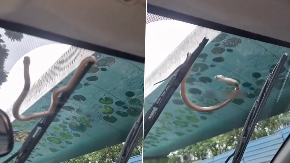 Snake On Car: मुंबई-पुणे एक्सप्रेसवेवर चालत्या कारच्या काचावर अचानक आला साप
