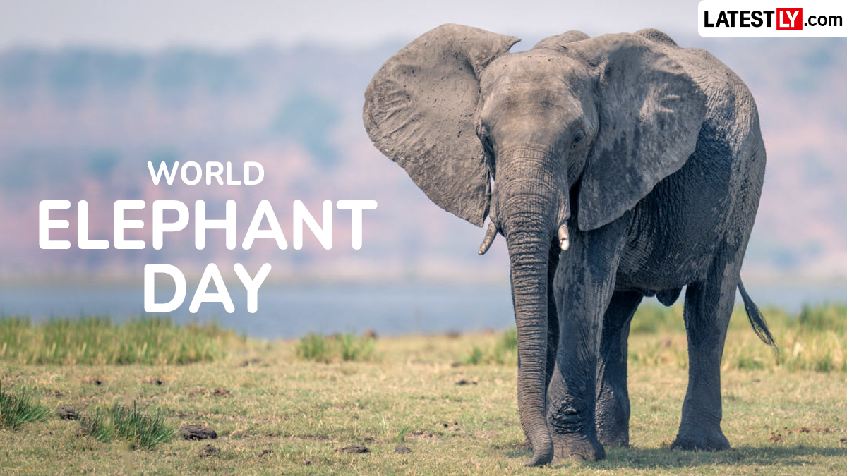 World Elephant Day 2026: जागतिक हत्ती दिन 2026: निसर्गाचे अद्भुत शिल्पकार - हत्तींचे महत्त्व आणि संवर्धनाची गरज