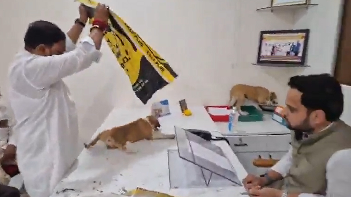 Nashik Dog Menace Protest Video: निफाडमध्ये अनोखे आंदोलन, युवा सेना जिल्हाप्रमुखांनी नगरपंचायत कार्यालयात सोडली भटकी कुत्री