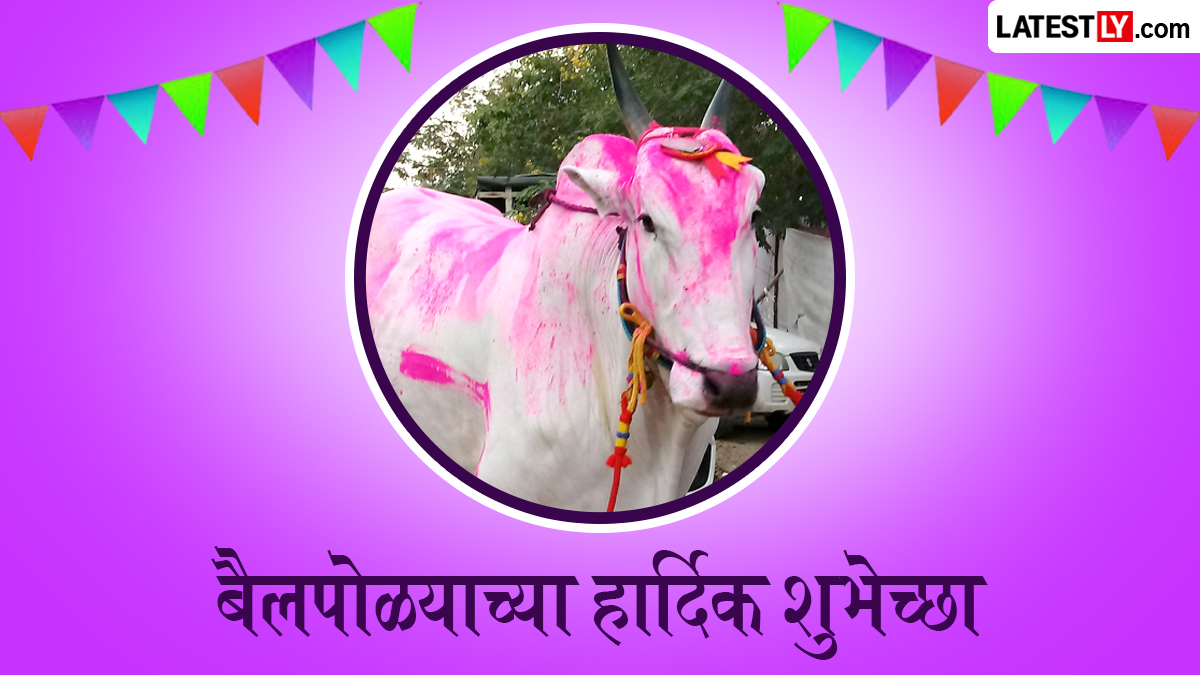 पोळा किती तारखेला आहे: बैलांच्या सजावटीपासून पुरणपोळीच्या नैवेद्यापर्यंत, महाराष्ट्रातील कृषी सणाचे अनोखे विधी समजून घ्या