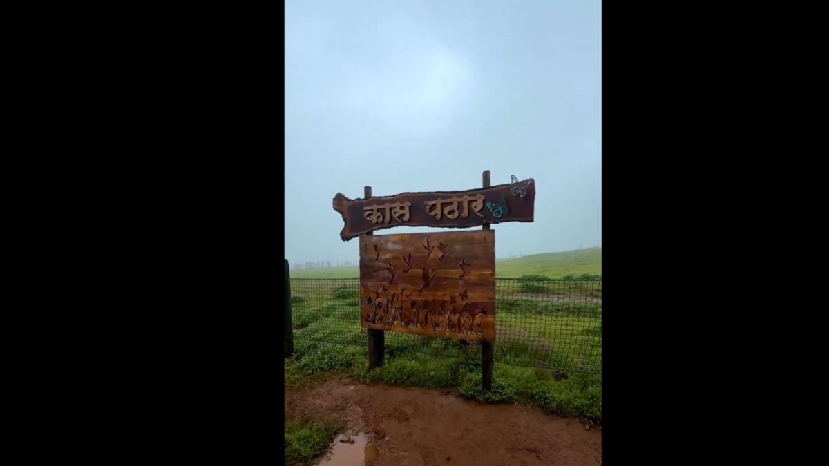Kaas Plateau Open For Tourists: कास पठार नव्या सुविधांसह पर्यटकांसाठी खुले; पहा काय आहे खास!