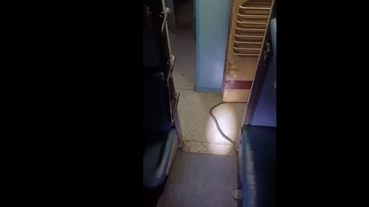 धावत्या ट्रेनमध्ये बर्थखालून निघाला विषारी साप! कटिहार एक्सप्रेसमधील घटना (Watch Video)