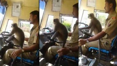 Viral Video:... अन जेव्हा बसच्या स्टिअरिंगवर वानर बसतं !