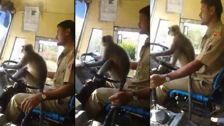 Viral Video:... अन जेव्हा बसच्या स्टिअरिंगवर वानर बसतं ! Viral Video:... अन जेव्हा बसच्या स्टिअरिंगवर वानर बसतं !