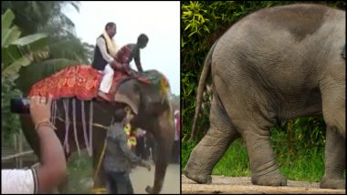 व्हिडिओ: भाजप नेते बिनविरोध जिंकले पण, हत्तीवरुन पडले;  विधानसभा उपाध्यक्षपदी झाली होती निवड