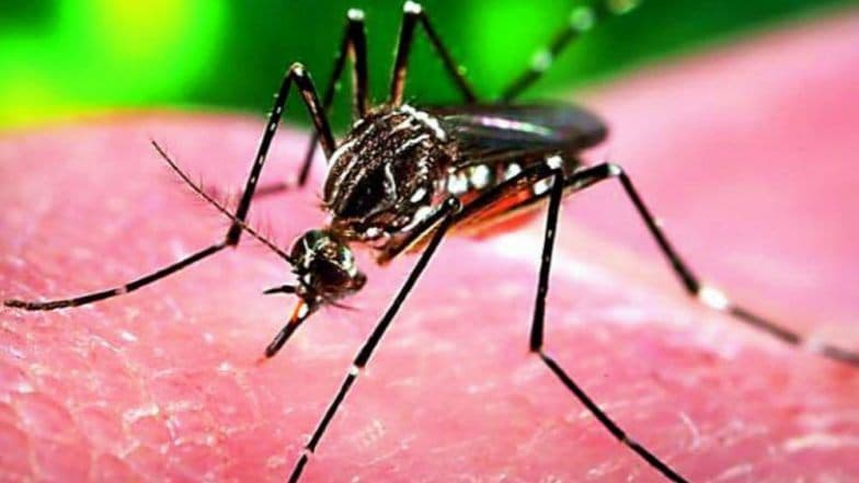 Zika Virus in Mumbai: मुंबईत झिका व्हायरसच्या पहिल्या रुग्णाची पुष्टी; नागरिकांनी घाबरून न जाण्याचे BMC चे आवाहन