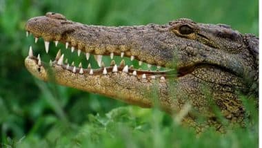 Human vs Crocodile in Gujarat: चार तरूणांनी मगरीच्या जबड्यातून एका व्यक्तीला पुन्हा जिवंत आणलं; वडोदरा मधील थरारक घटना