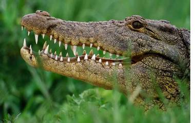 Human vs Crocodile in Gujarat: चार तरूणांनी मगरीच्या जबड्यातून एका व्यक्तीला पुन्हा जिवंत आणलं; वडोदरा मधील थरारक घटना