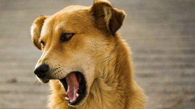 खारघर: संतापजनक! रस्त्यावरील कुत्रीवर व्यक्तीकडून बलात्कार, पोलिसात गुन्हा दाखल