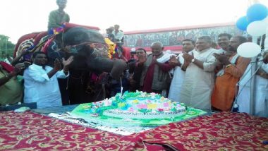 हत्तीच्या पिल्लूने वाढदिवसाच्या दिवशी कापला 50 किलोग्रॅमचा केक
