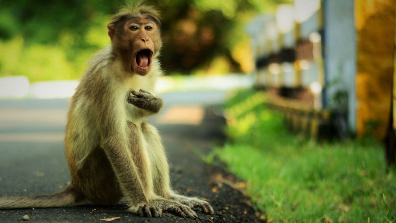 माकडाने नवजात मुलाला पळवले आणि फेकले, बालकाचा मृत्यू