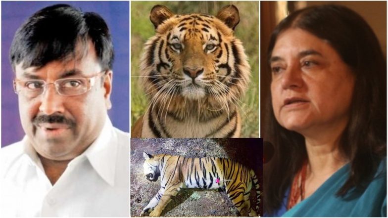 टी-१ ‘अवनी’वाघीण हत्या: केंद्रीय मंत्री मनेका गांधी यांच्या टीकेनंतर वनमंत्री सुधीर मुनगंटीवार आक्रमक म्हणाले 'वाघीणीला ठार मारण्याची हौस नव्हती'